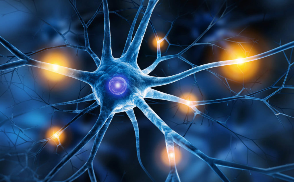 From: https://cdn.lelynx.fr/wp-content/uploads/2016/09/neurones-cerveau-1024x635.jpg